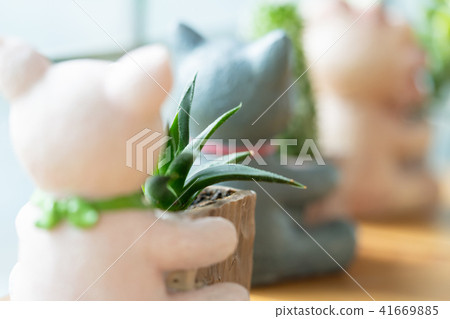 Close up cactus in pots on wooden background. Close up cactus in pots on wooden background. 41669885