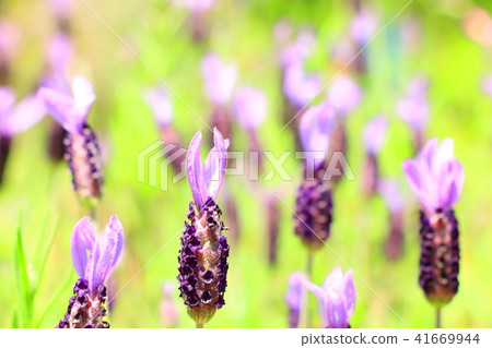 French Lavender French Lavender 41669944