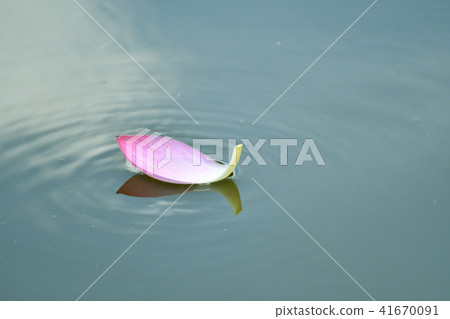蓮花 41670091