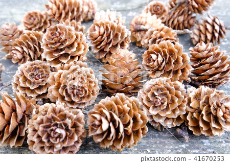 Pine cones (plural) Pine cones (plural) 41670253