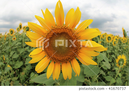 Sunflower sun 41670737