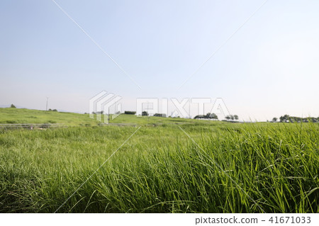 Clear sky and green grassland scenery Clear sky and green grassland scenery 41671033