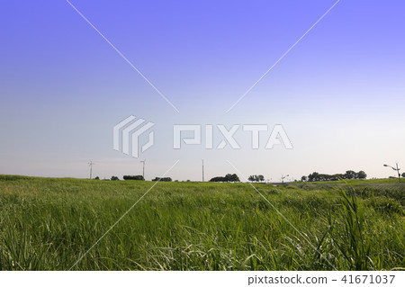 Clear sky and green grassland scenery 41671037