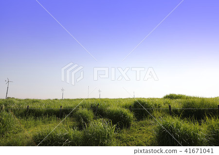 Clear sky and green grassland scenery Clear sky and green grassland scenery 41671041