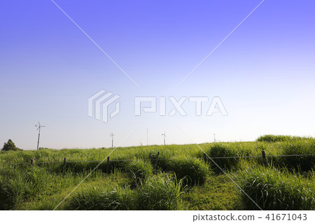 Clear sky and green grassland scenery Clear sky and green grassland scenery 41671043