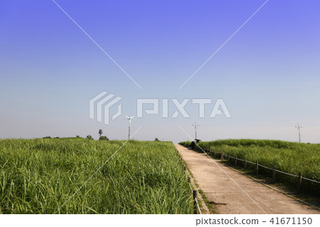 晴朗的天空下草地和圍欄道路的景觀 41671150