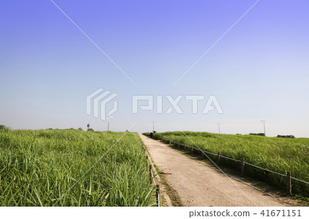 晴朗的天空下草地和圍欄道路的景觀 41671151