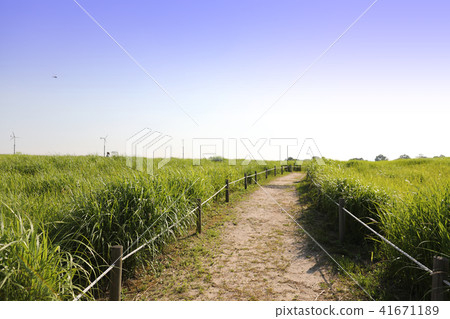 Landscape of meadow and fence road under clear sky 41671189