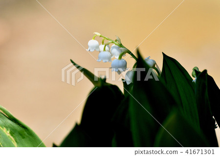 Valley blooming in Mitaka Nakahara Valley blooming in Mitaka Nakahara 41671301