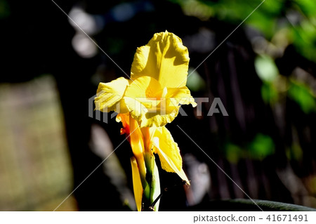 美人蕉開花在三鷹中原 美人蕉開花在三鷹中原 41671491