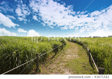 A green meadow road under a cloudy sky A green meadow road under a cloudy sky 41671581