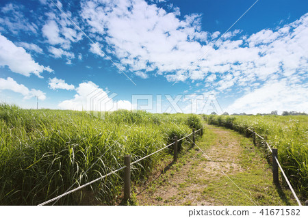 A green meadow road under a cloudy sky A green meadow road under a cloudy sky 41671582