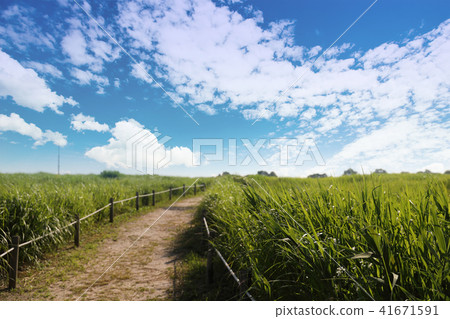 A green meadow road under a cloudy sky A green meadow road under a cloudy sky 41671591