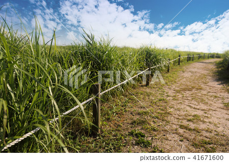 A green meadow road under a cloudy sky 41671600