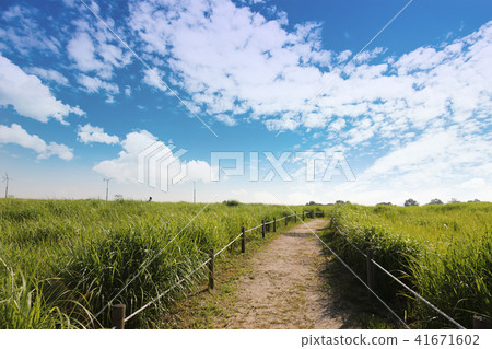 A green meadow road under a cloudy sky A green meadow road under a cloudy sky 41671602
