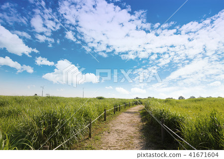 多雲的天空下一條綠色的草地路 41671604