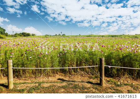 A green meadow road under a cloudy sky A green meadow road under a cloudy sky 41671613