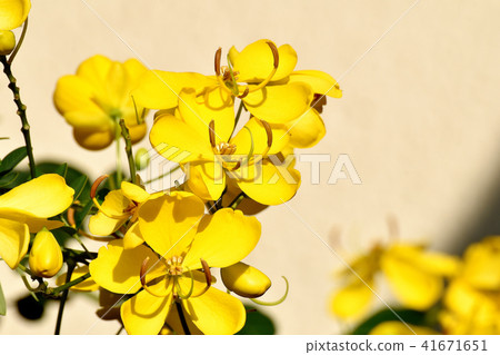 Cobanosena blooming in Mitaka Nakahara Cobanosena blooming in Mitaka Nakahara 41671651