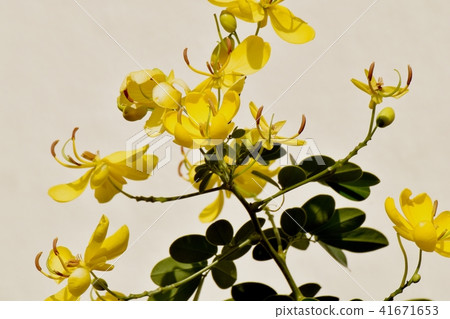 Cobanosena盛開在三鷹中原 41671653