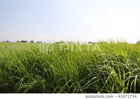 Green meadow road under clear sky 41671734