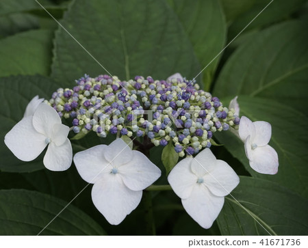 Festival hydrangea pale blue 04 41671736