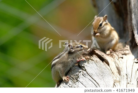 兩個Ezoshimaris“鄂霍次克西馬里斯公園” 兩個Ezoshimaris“鄂霍次克西馬里斯公園” 41671949