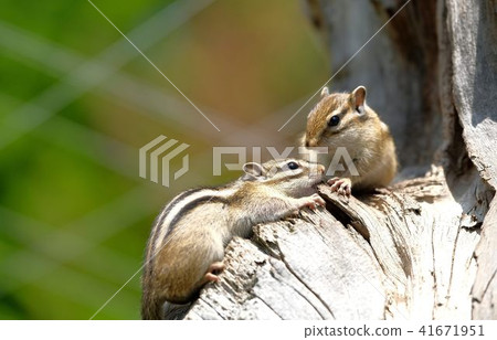 兩個Ezoshimaris“鄂霍次克西馬里斯公園” 41671951