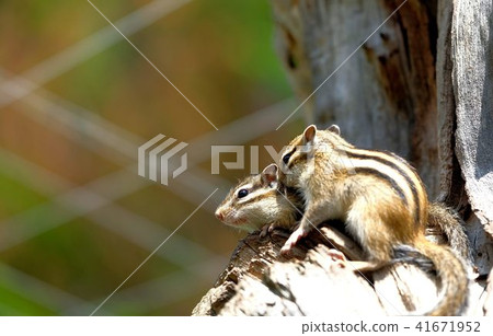 Two Ezoshimaris "Okhotsk Cimaris Park" 41671952