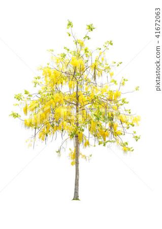 Golden shower or Cassia fistula isolated on white 41672063