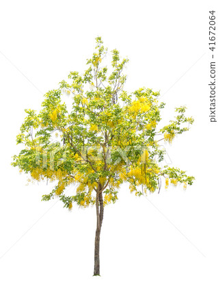 Golden shower or Cassia fistula isolated on white 41672064