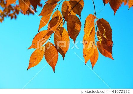 Autumn leaves image (Leaves of trees in autumn and landscape of blue sky) 41672152