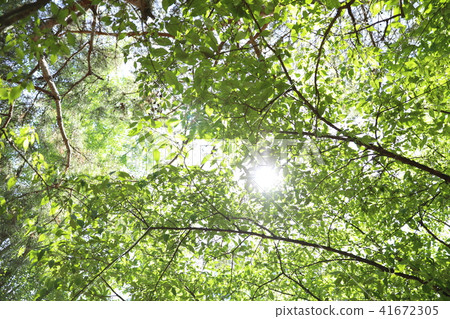 Leaves of a dense forest Leaves of a dense forest 41672305