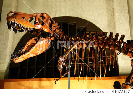 Night museum 05 (Tyrannosaurus · Allosaurus) 41672397