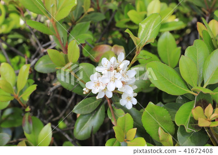 厚葉石斑木 41672408