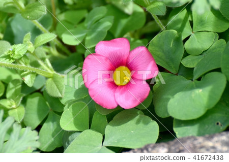 Oxalis blooming in Mitaka Nakahara 41672438