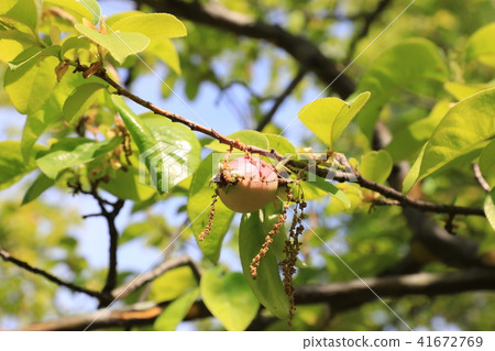 卡琳 卡琳 41672769