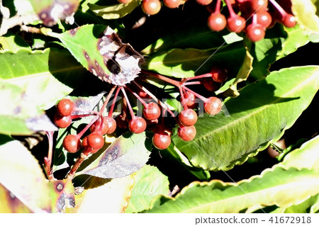 未得到的Manju的成熟果子成為三鷹中原 41672918