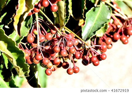 Mature fruit of unreached Manju becoming Mitaka Nakahara 41672919