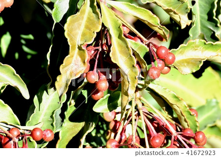 未得到的Manju的成熟果子成為三鷹中原 41672923