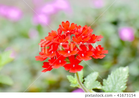 馬鞭草在三鷹中原開花 41673154