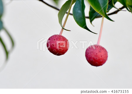 A red fruit of a cockatellar becoming Mitaka Nakahara 41673155