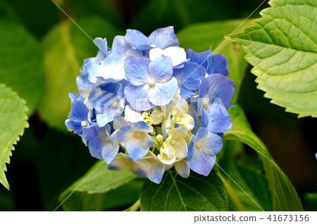 Hydrangea blooming in Mitaka Nakahara 41673156