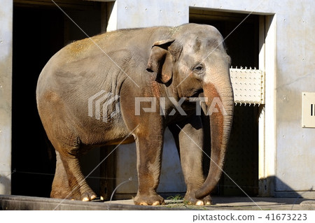 Elephant Elephant 41673223