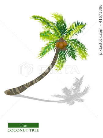 椰子樹矢量圖 椰子樹矢量圖 41673386