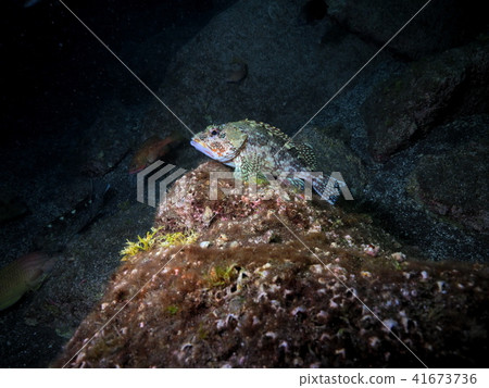 Scorpion fish 41673736