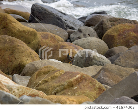 Starling at the beach 41674302