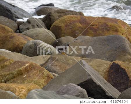 八哥在海邊 八哥在海邊 41674304