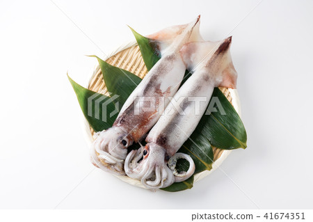 Squid 41674351