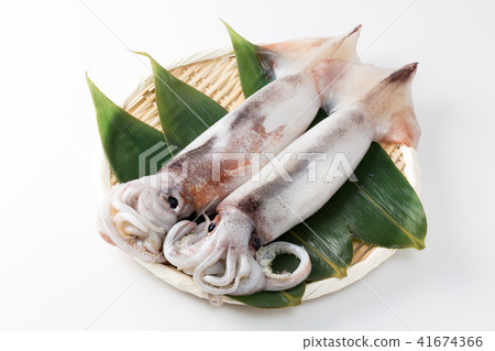 Squid Squid 41674366