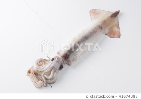 Squid Squid 41674385